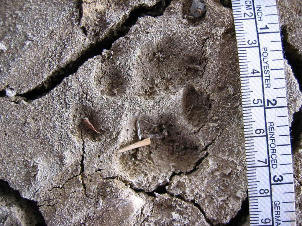 1024px-Bobcat_tracks_in_mud