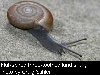 rare Snail2a