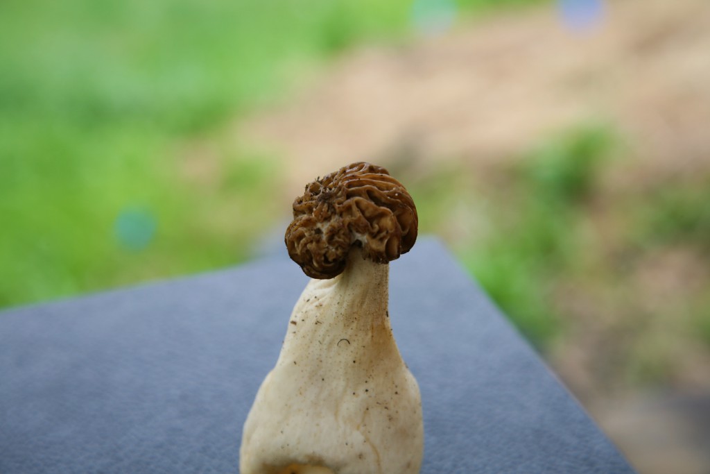 morel3