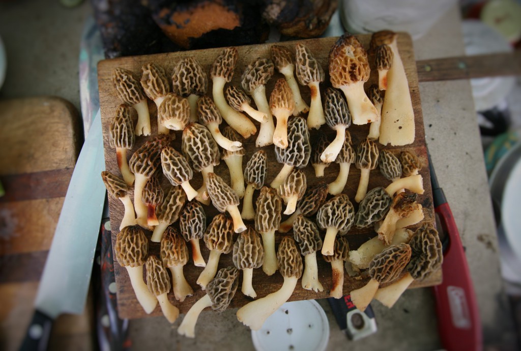 morels