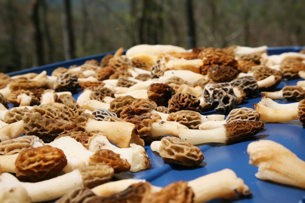 morels2