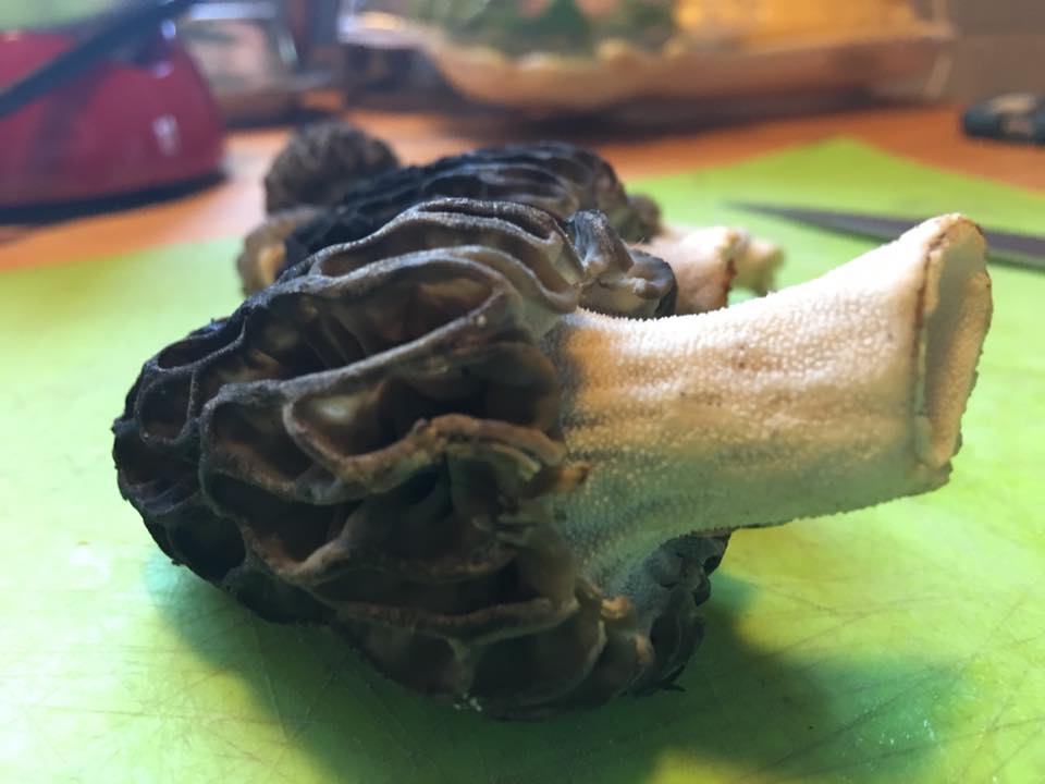 morels4