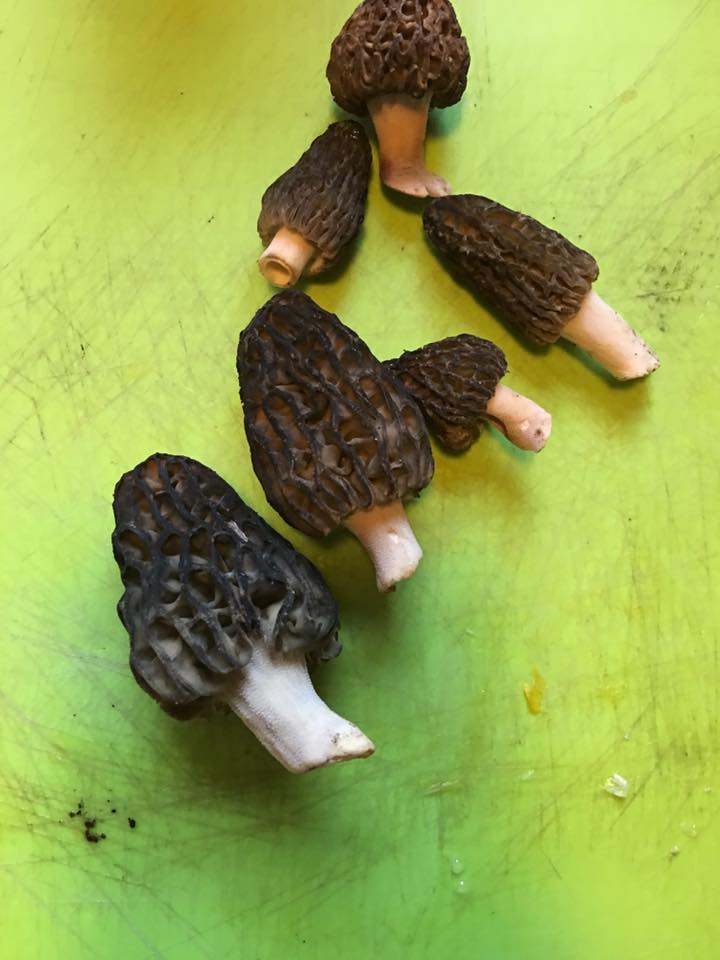 morels5